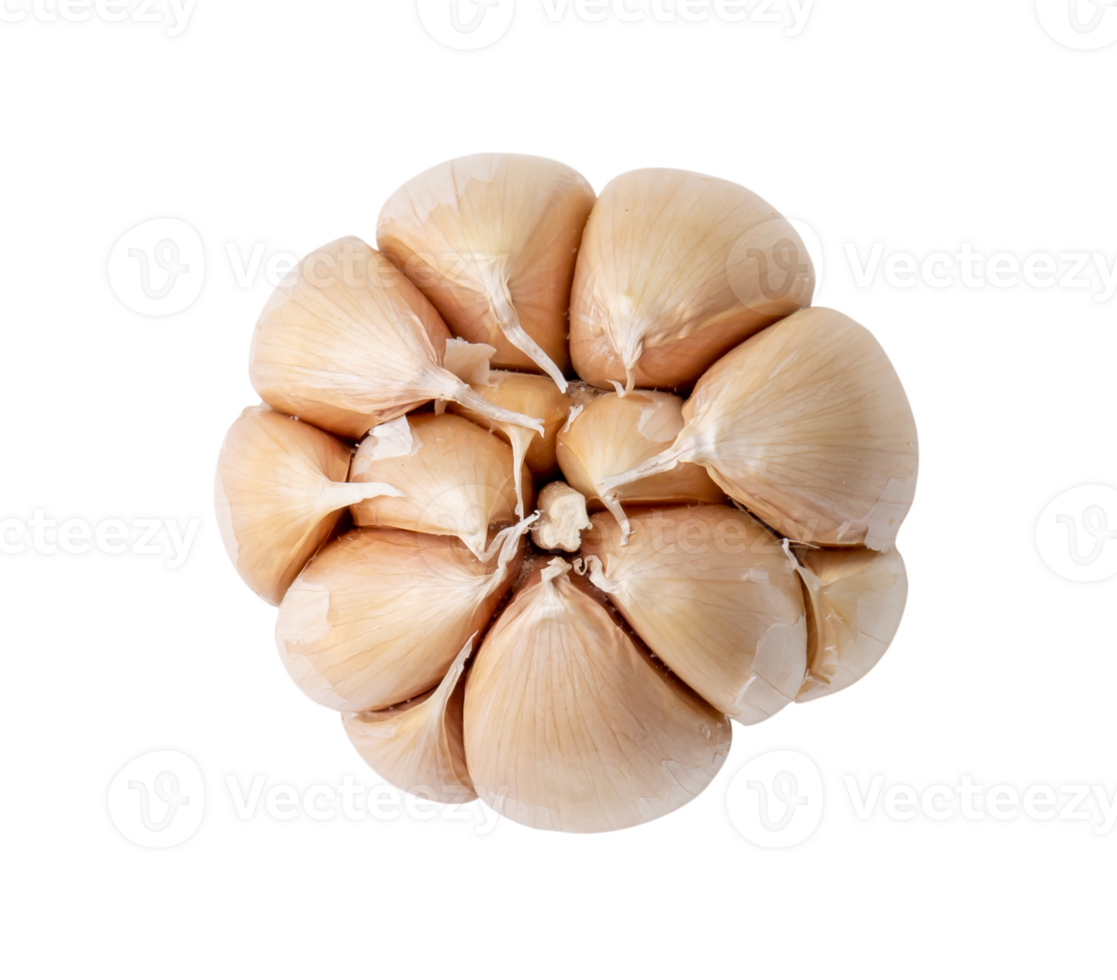 Top view of single fresh white garlic bulb isolated with clipping path in png file format, Thai herb is great for healing several severe diseases, heart attack