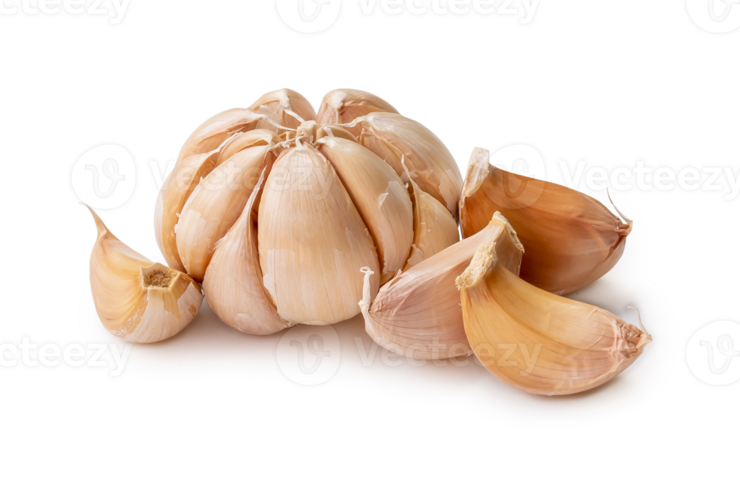 Single fresh white garlic bulb with segments isolated with clipping path and shadow in png file format Thai herb is great for healing several severe diseases, heart attack, Hyperlipidemia