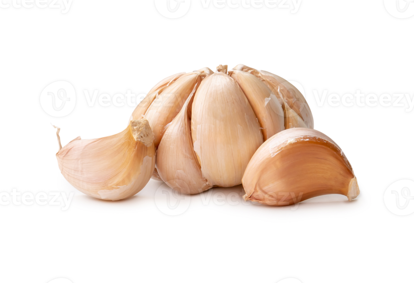 Single fresh white garlic bulb with segments isolated with clipping path and shadow in png file format, Thai herb is great for healing several severe diseases, heart attack