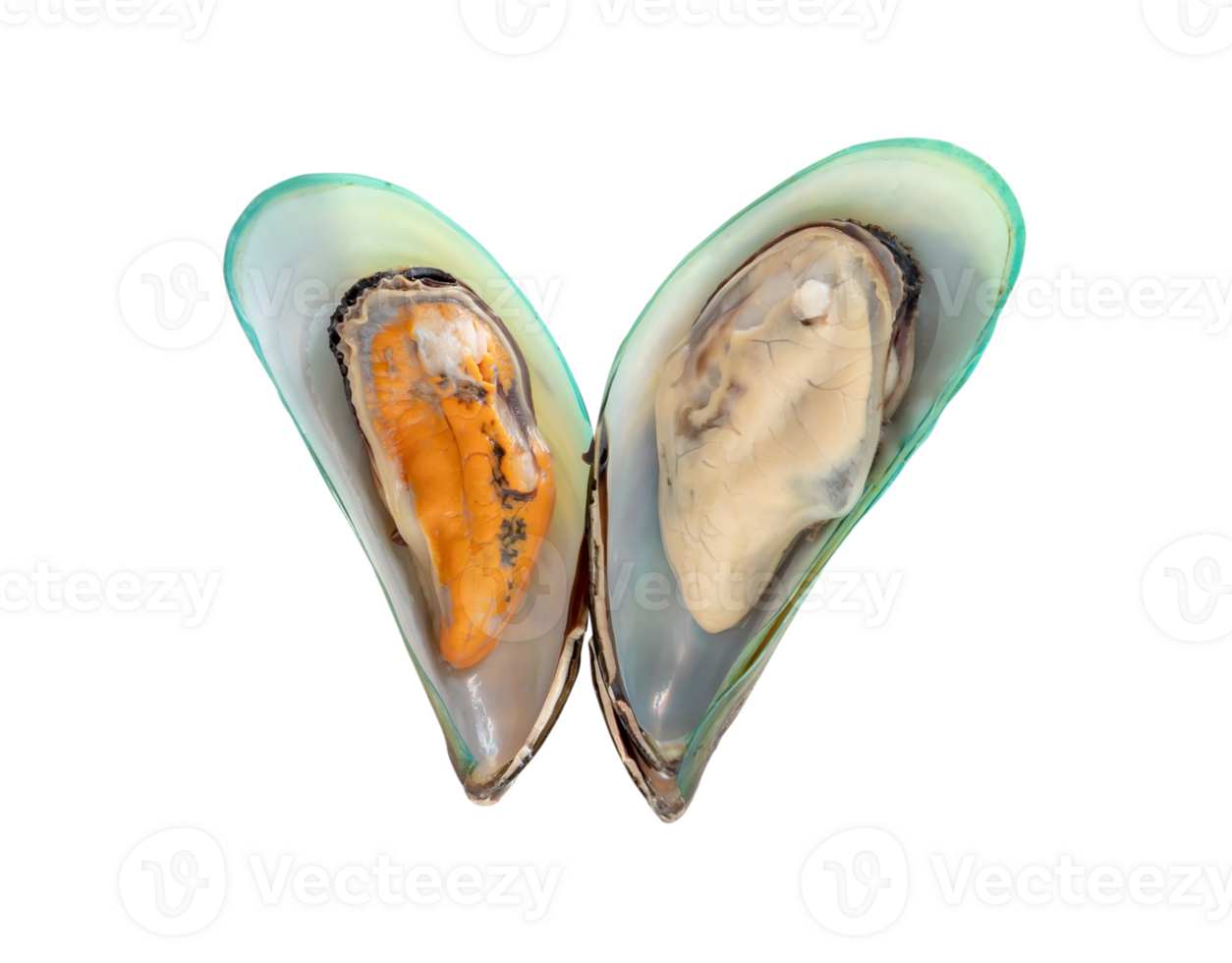 Steamed or cooked food of fresh beautiful green mussels isolated with clipping path in png file format
