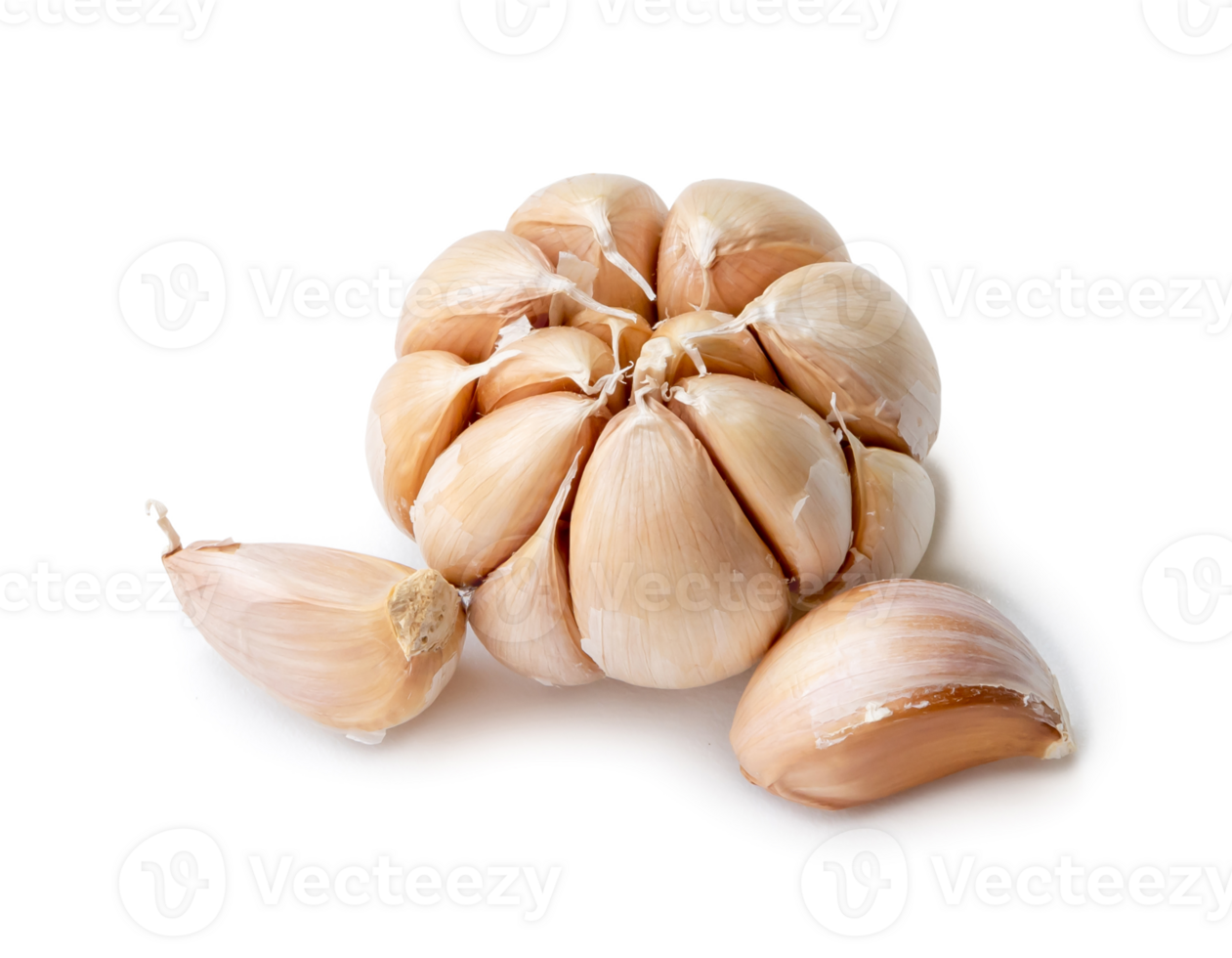 Single fresh white garlic bulb with segments isolated with clipping path and shadow in png file format, Thai herb is great for healing several severe diseases, heart attack.