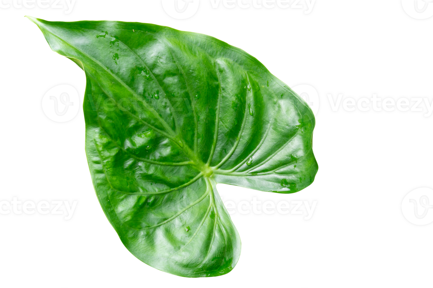 Single beautiful green leave in heart shape isolated with clipping path. in png file format