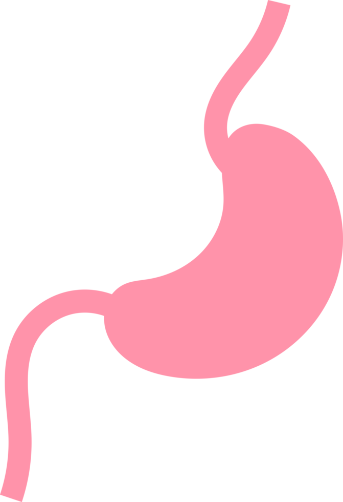 Human stomach illustration png