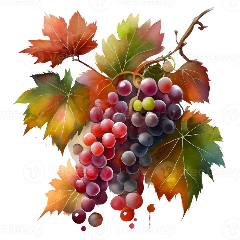 watercolor wine grapes png