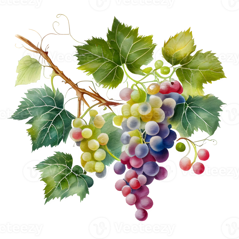 watercolor wine grapes AI Generative 26791388 PNG