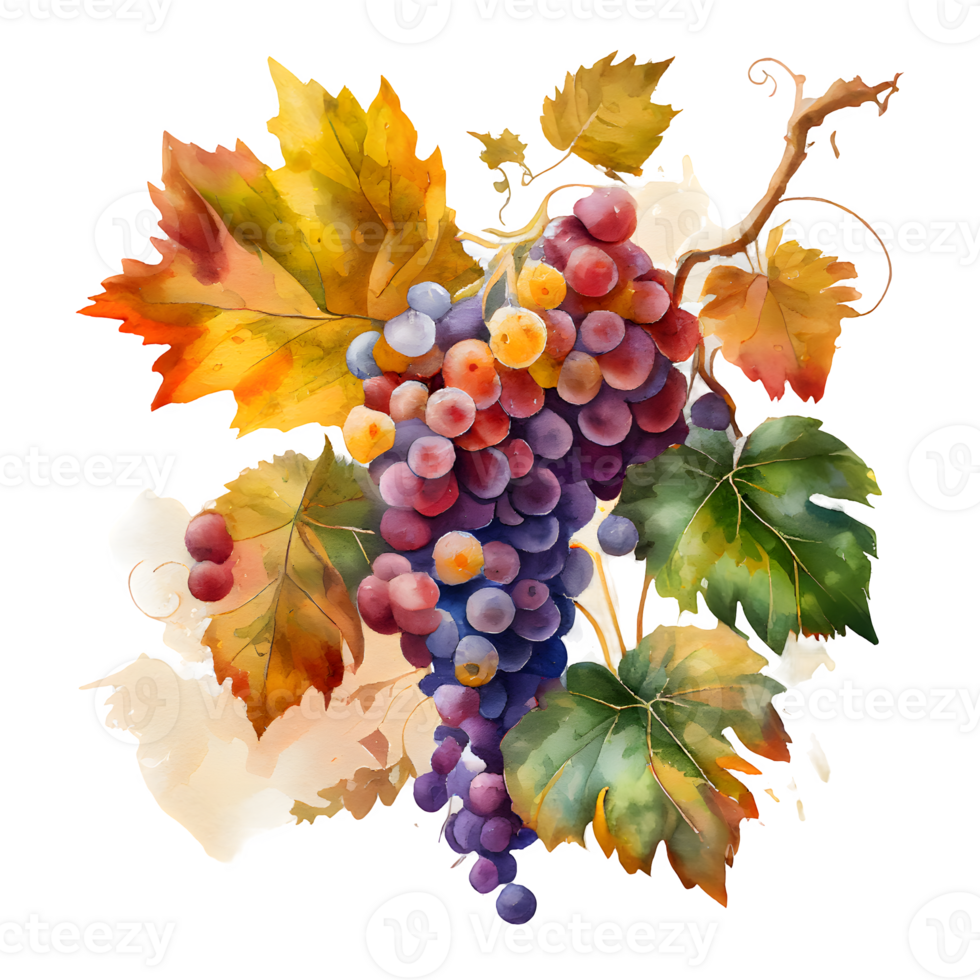 watercolor wine grapes AI Generative 26791392 PNG