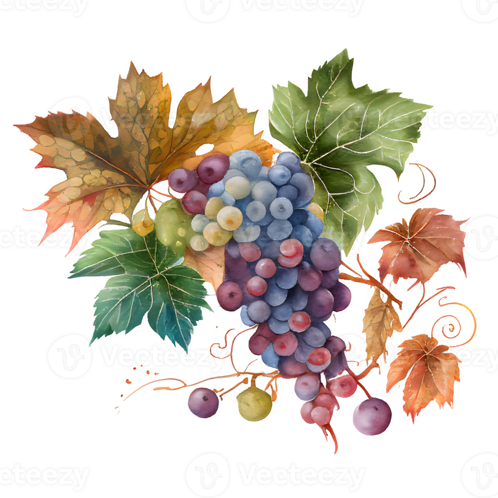 watercolor wine grapes png