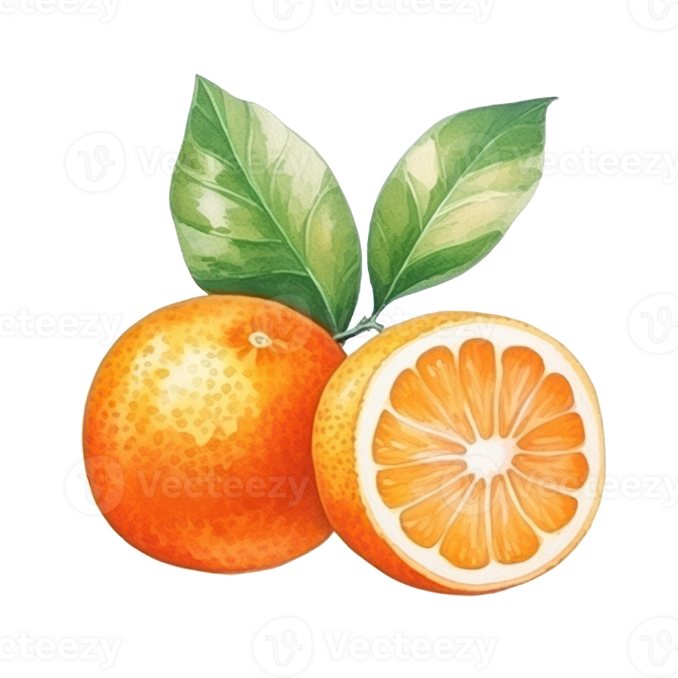 Watercolor orange fruit. Illustration png