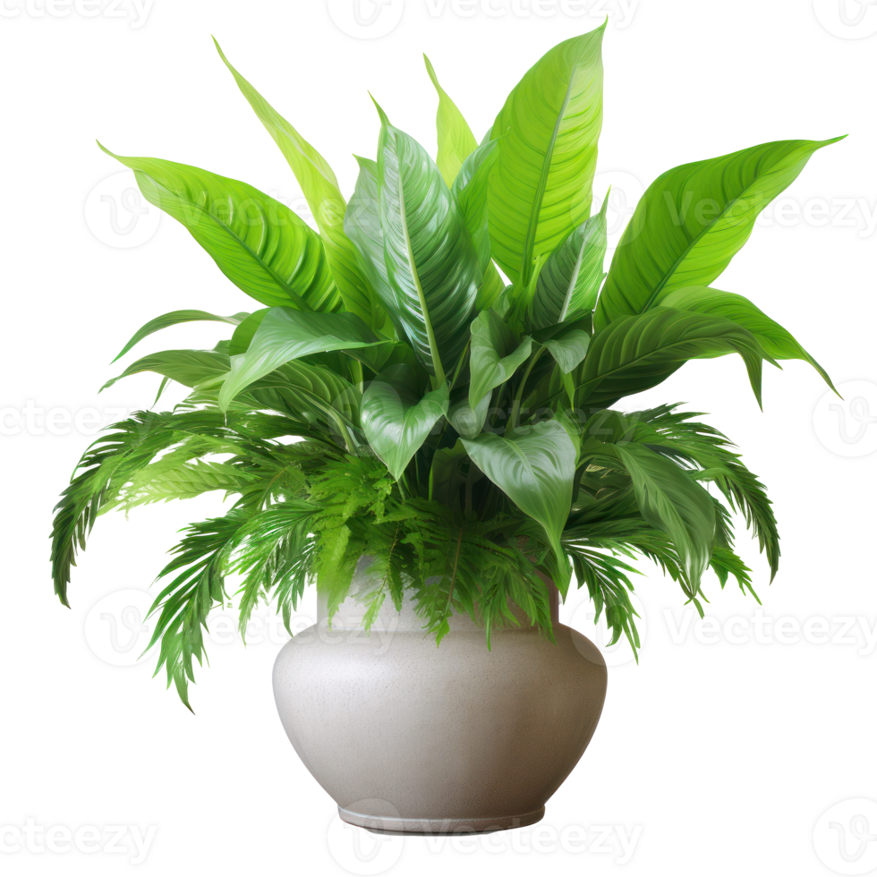 Deciduous plant spathiphyllum isolated. Illustration png