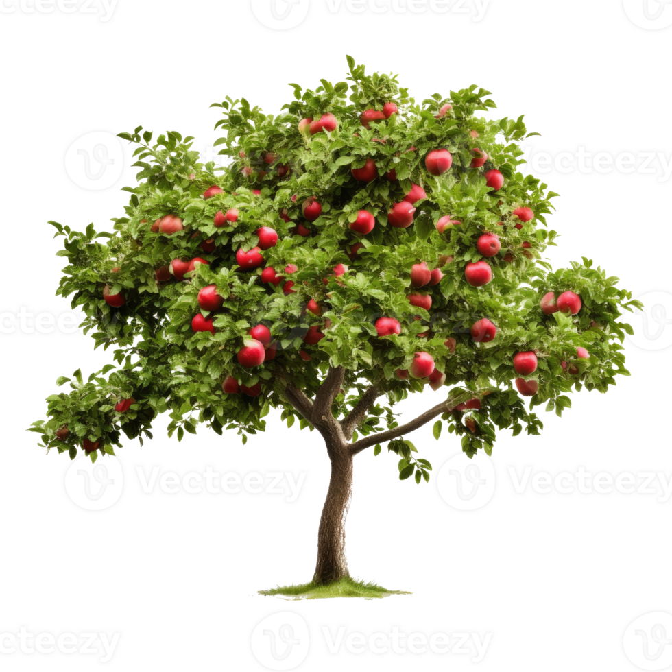 Apple tree isolated. Illustration png