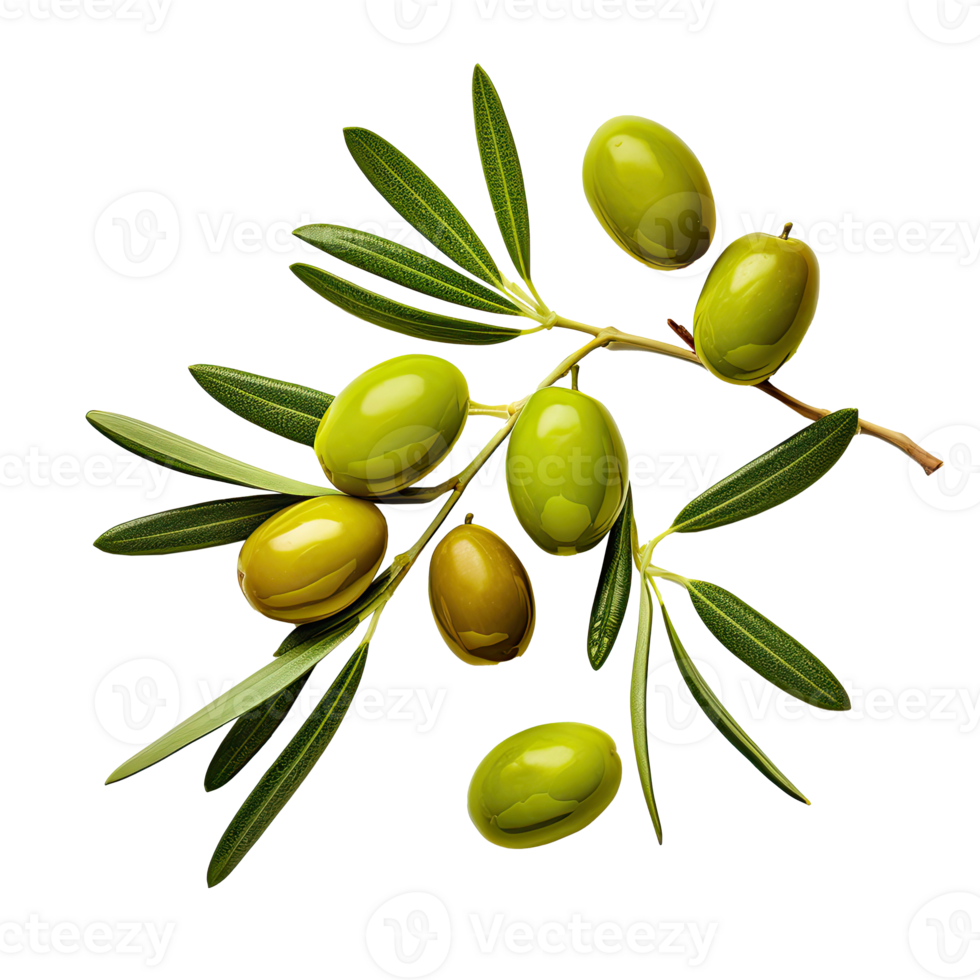 Olive twig with several green olives on it. Illustration AI Generative png