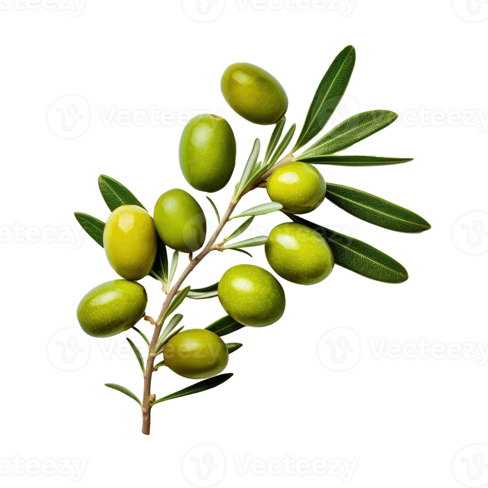 Olive twig with several green olives on it. Illustration AI Generative png