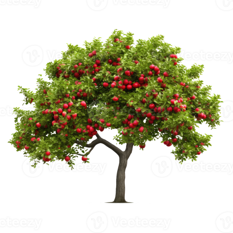 Apple tree isolated. Illustration png