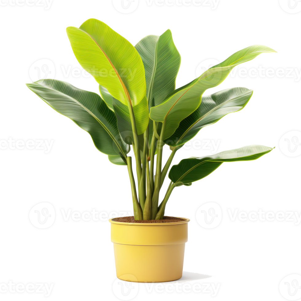 POtted banana plant isolated. Illustration png