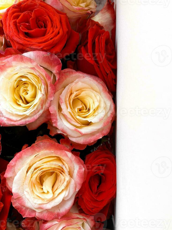 Bright red and pink-yellow roses, vertical photo. Decorative texture background, natural organic plant, beautiful flowers, romantic and celebration, holiday bouquet photo