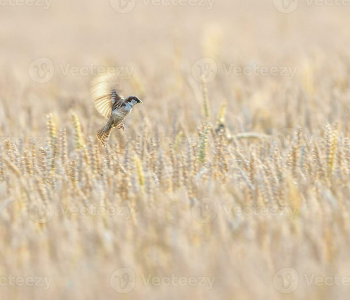 Male sparrow flying upon a wheat field photo