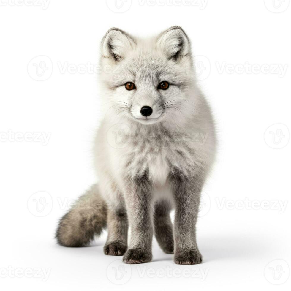 Arctic fox in winter isolated on white background photo