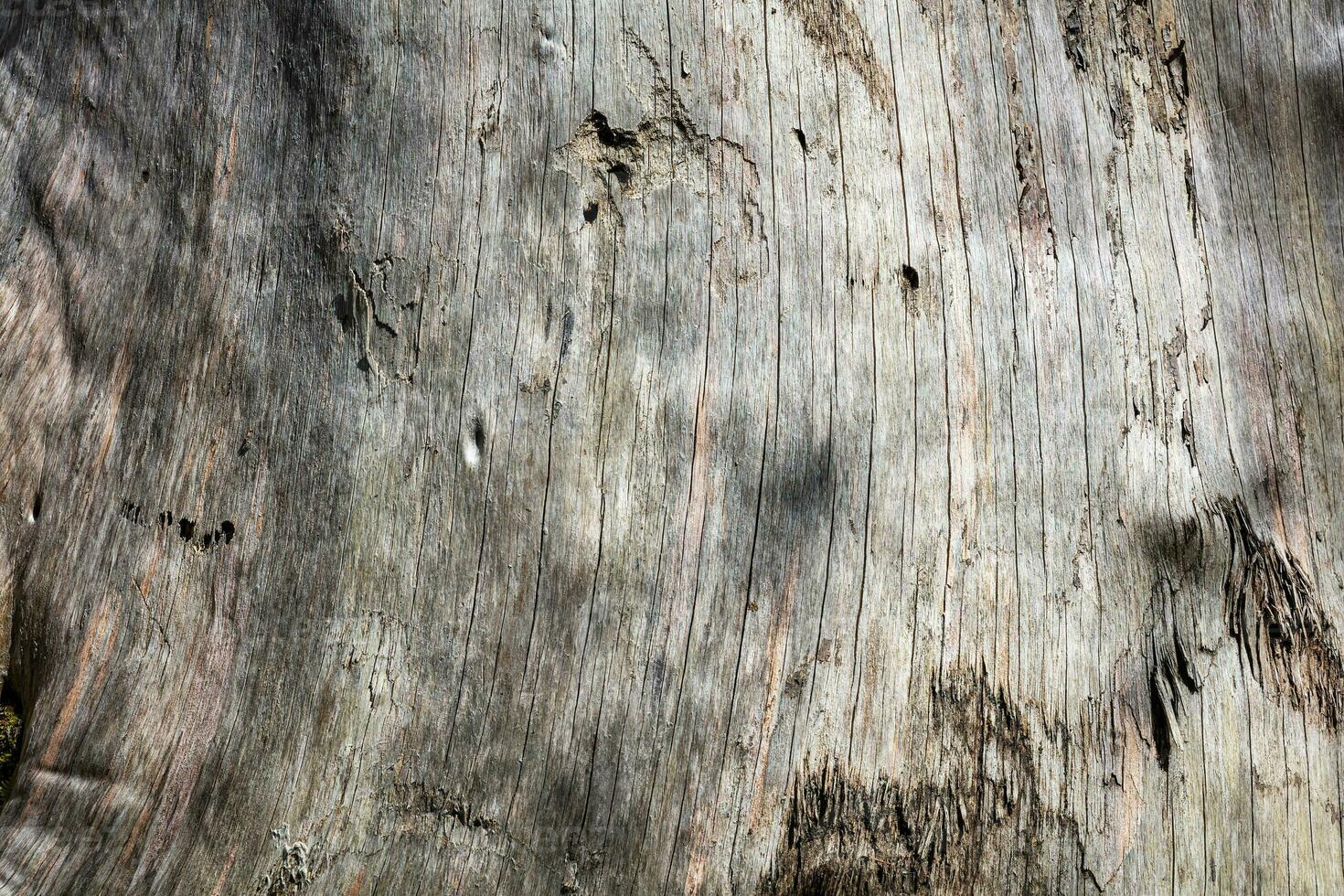 Wood abstract texture. Surface grunge backdrop. Dirty wooden effect pattern. Material background. photo