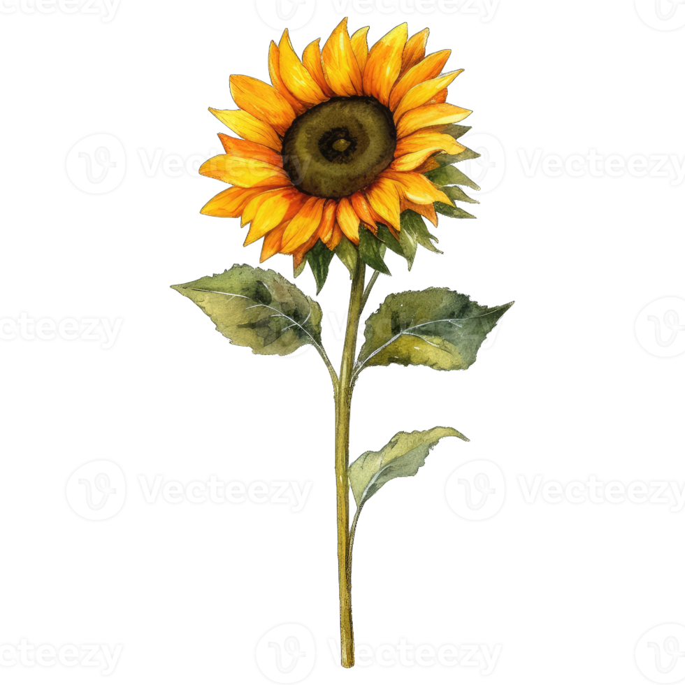 Sunflower Yellow Flower AI Generative png