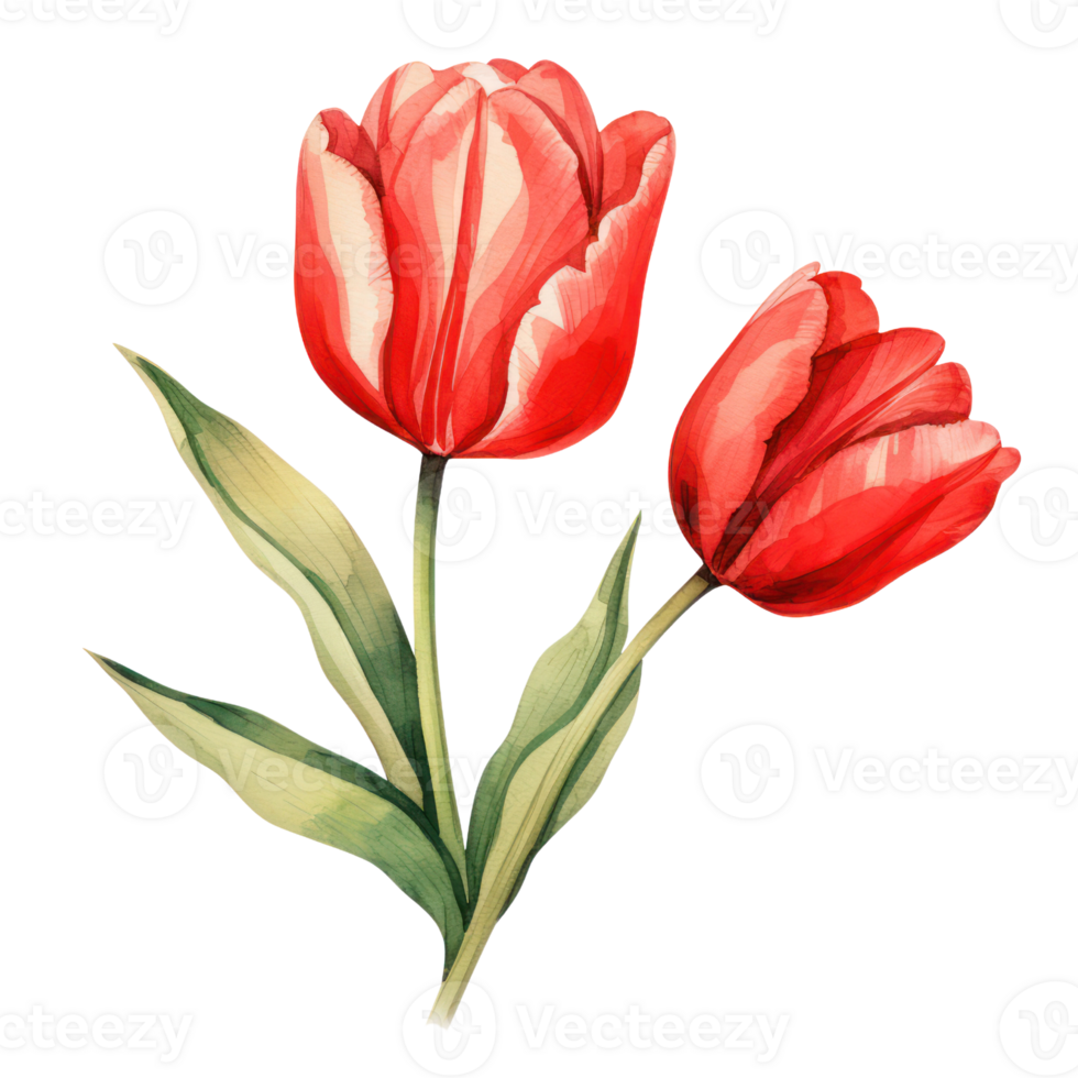 Red Tulip Flower AI Generated png