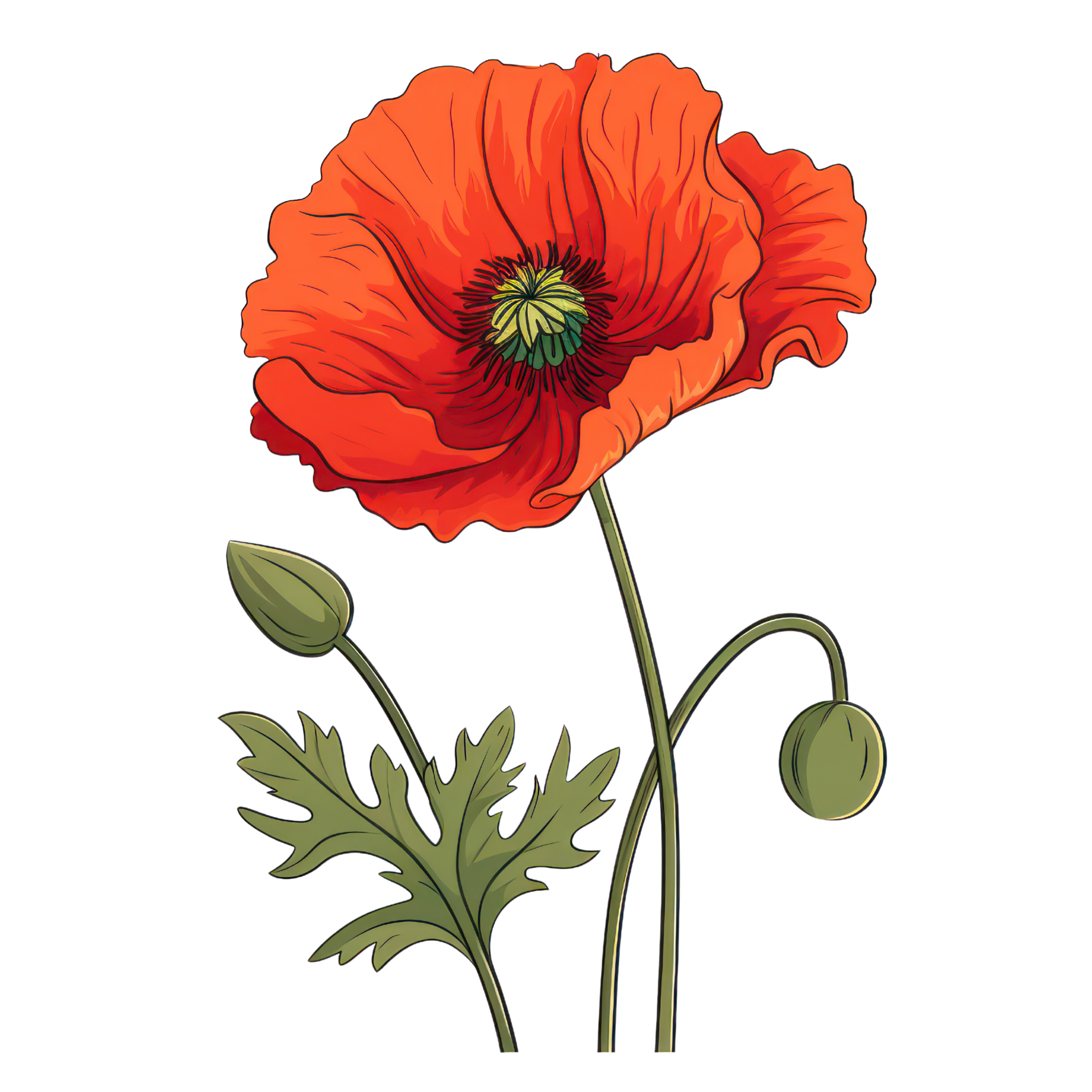 Blooming Poppy Flower AI Generated 26793312 PNG