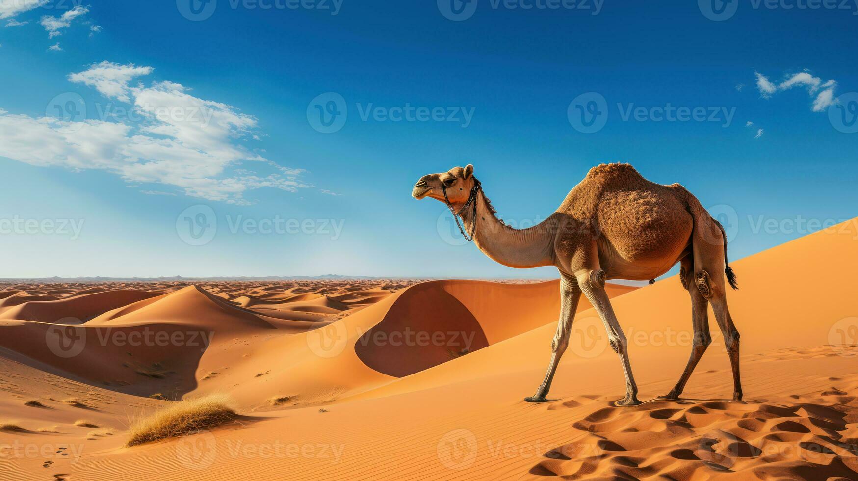 Camel Walking in the Desert AI Generated photo