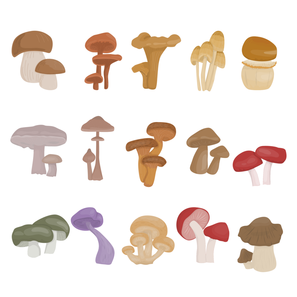 Set of Mushroom fungi Illustration png