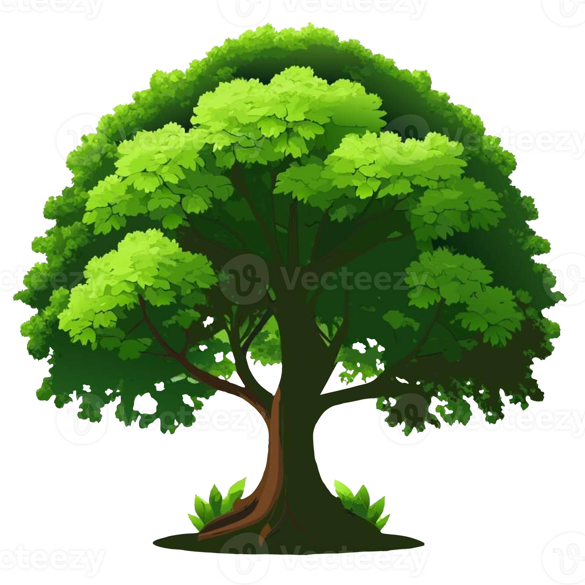big tree, tall trunk, broad leaves 26793540 PNG