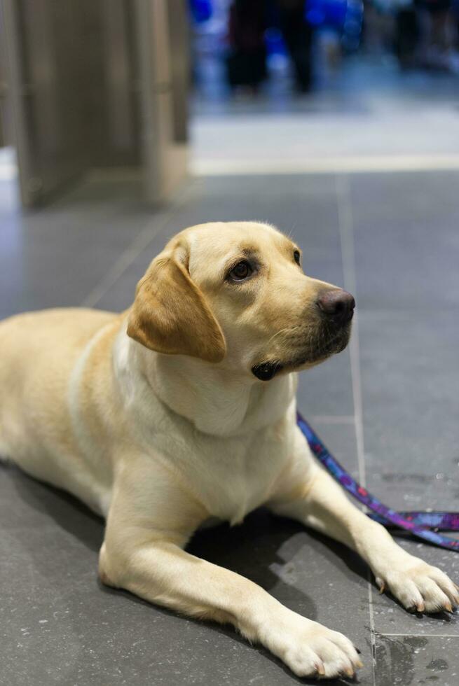 cerca arriba Labrador perdiguero perro con perro Correa en el piso en el mascota expo con personas pies foto