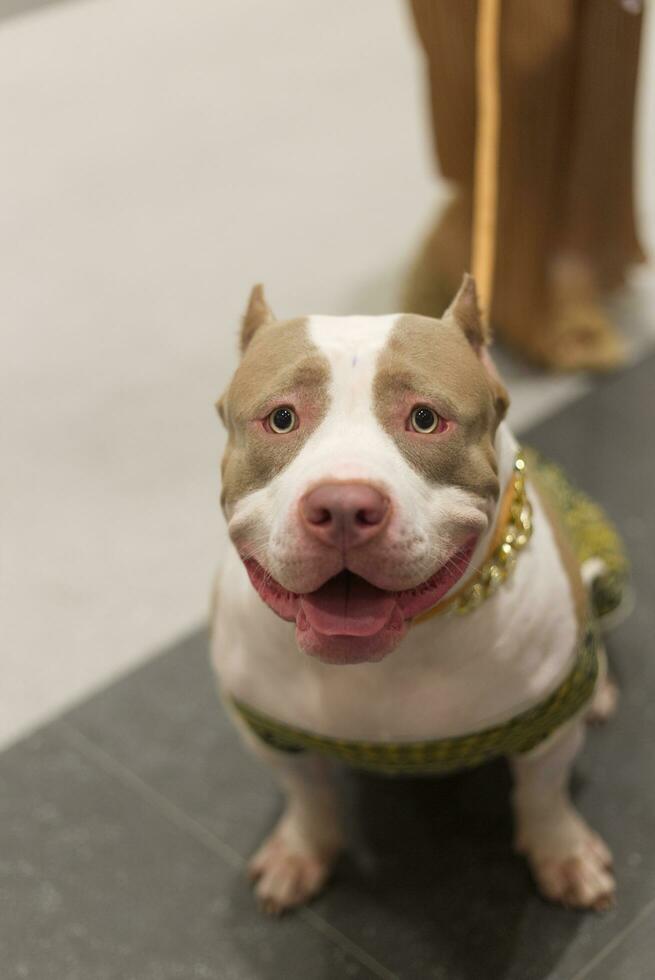 pit bull terrier dog with dog leash on the floor in the pet expo with people foots photo