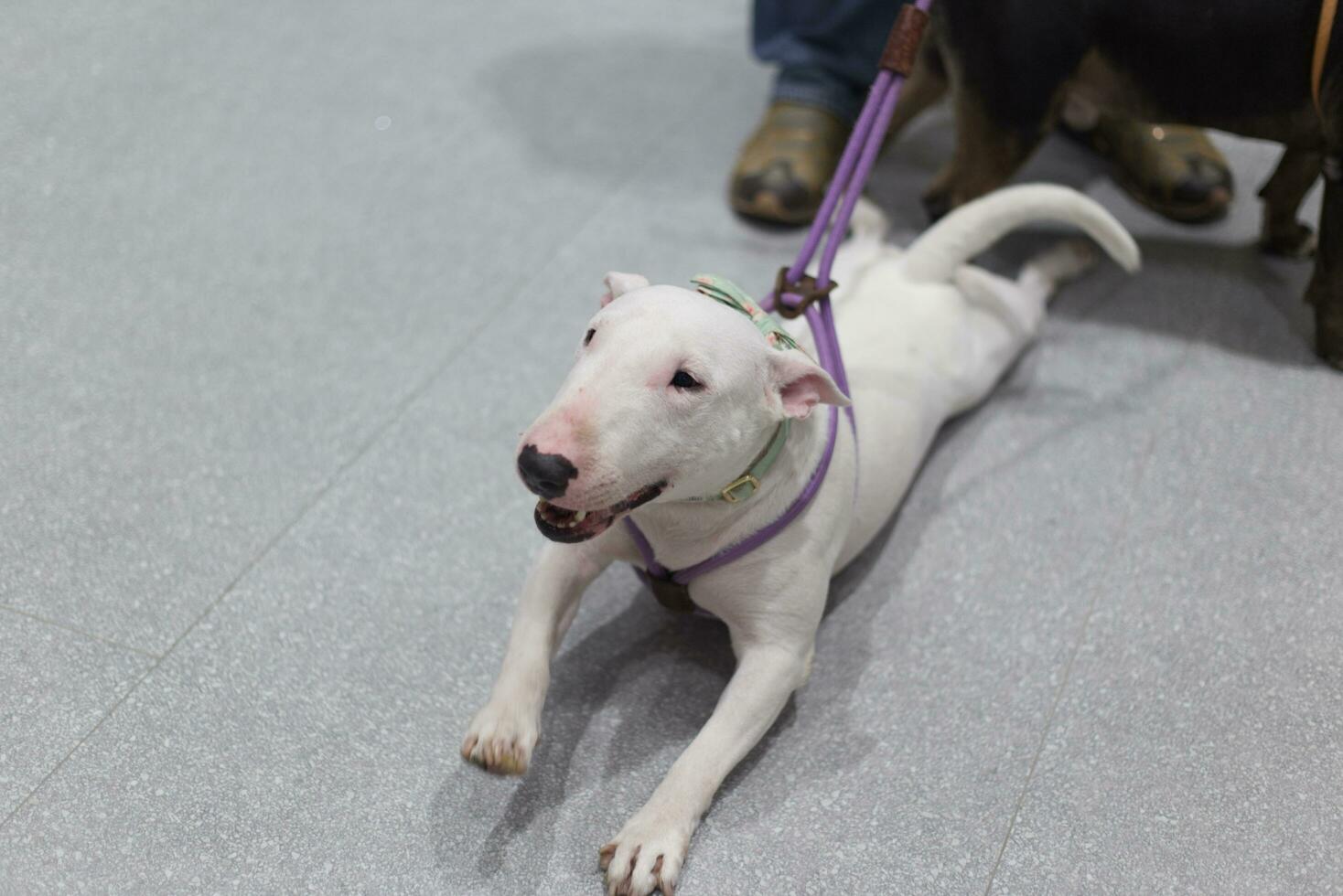 toro terrier perro con perro Correa en el piso en el mascota expo con personas pies foto