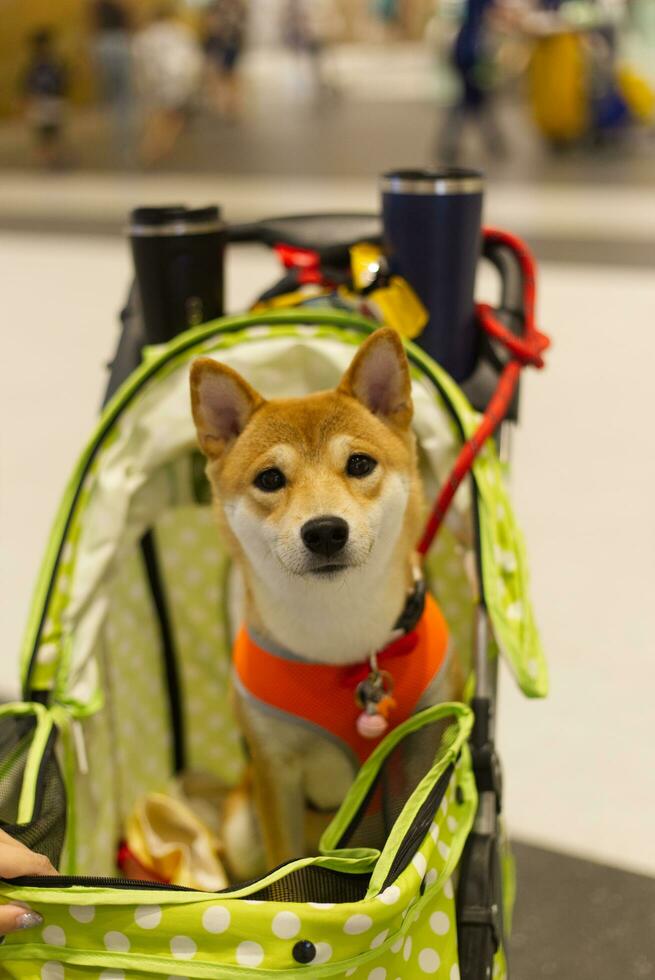 cerca arriba encantador blanco marrón shiba inu perro mirando arriba con linda cara en el perro carro en mascota expo salón foto