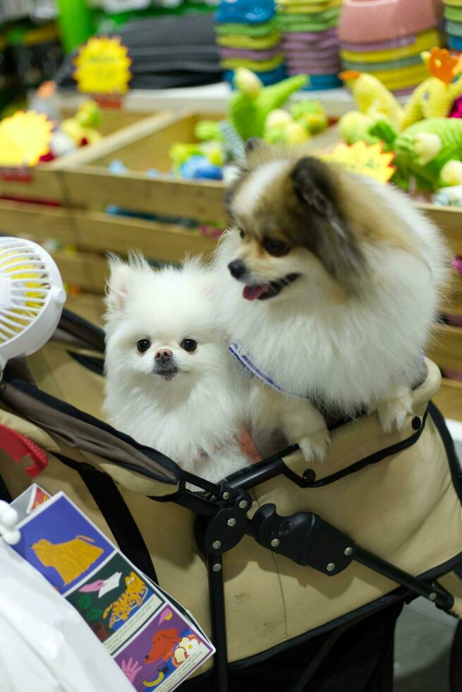cerca arriba encantador blanco marrón pomeranio perro mirando arriba con linda cara en el perro carro en mascota expo salón foto