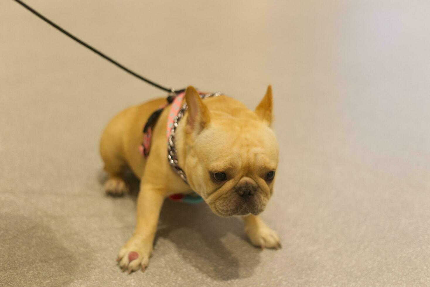 perrito doguillo perro con perro Correa en el piso en el mascota expo con personas pies foto