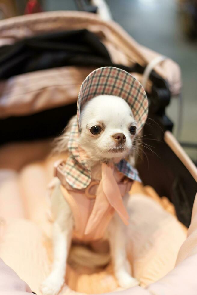 close up lovely white brown chihuahua dog looking up with cute face in the dog cart in pet expo hall photo