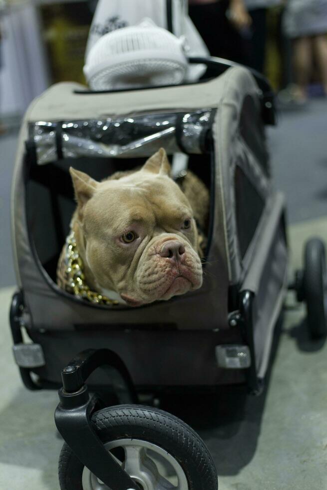 close up lovely puppy pit bull terrier  dog looking up with cute face in the dog cart in pet expo hall photo