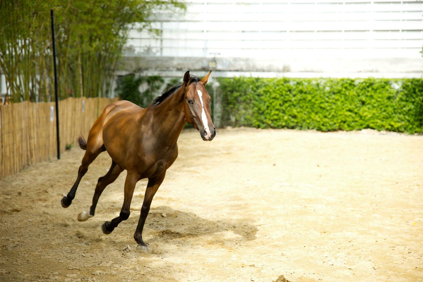 close up white brown horse playing running in racetrack field photo