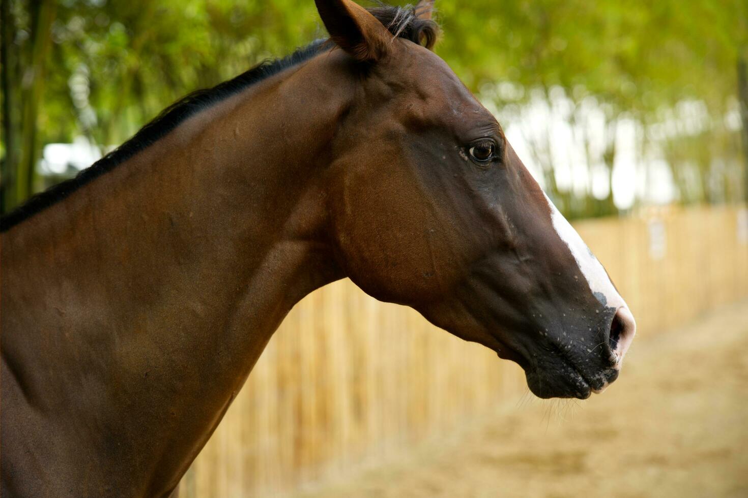 close up white brown horse playing running in racetrack field photo