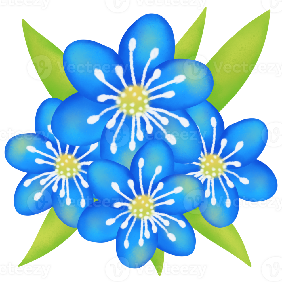 Flowers Color Nature png