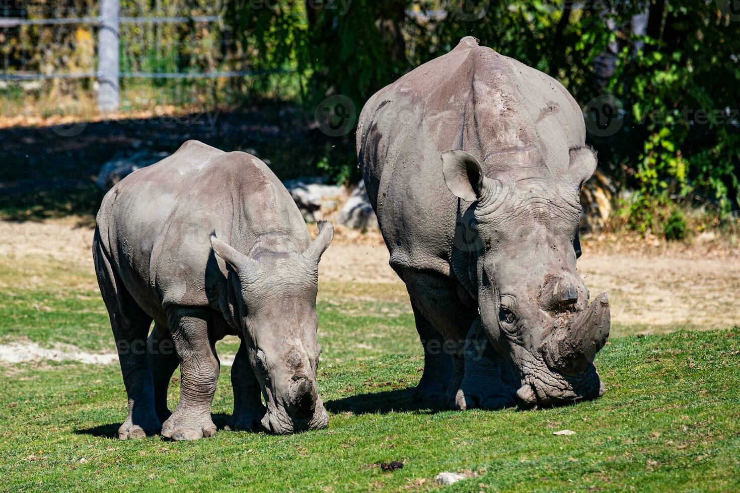 White rhinoceros. Mammal and mammals. Land world and fauna. Wildlife and zoology. photo