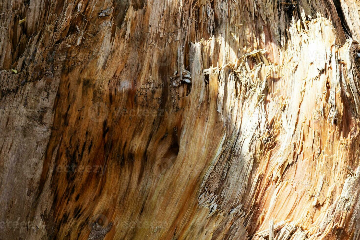 Wood abstract texture. Surface grunge backdrop. Dirty wooden effect pattern. Material background. photo