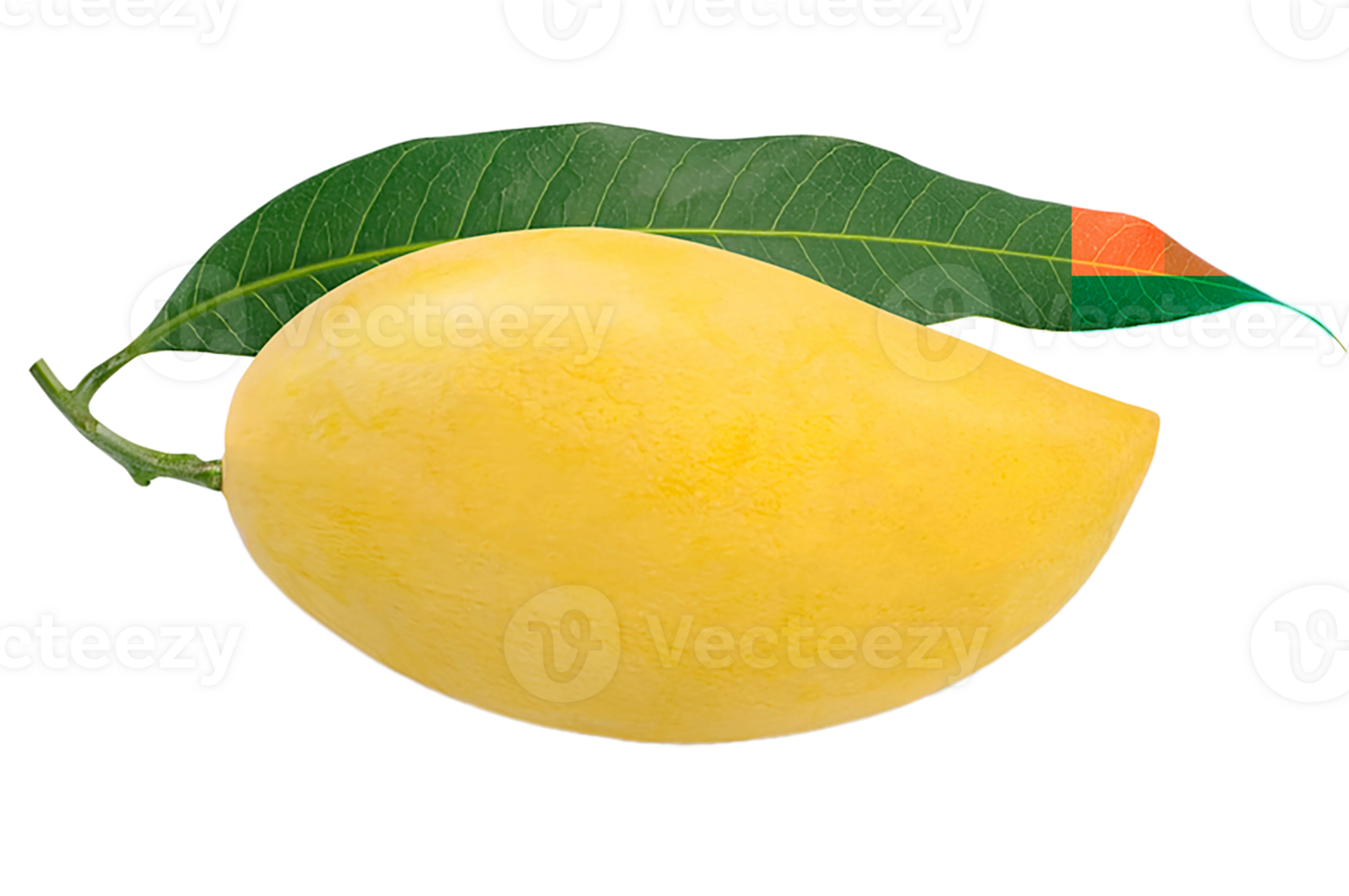 mango fruit tropical transparent png