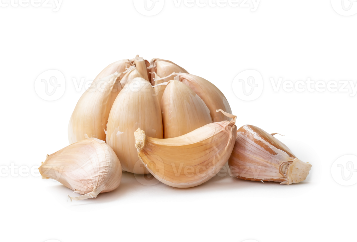 Single fresh white garlic bulb with segments isolated with clipping path and shadow in png file format