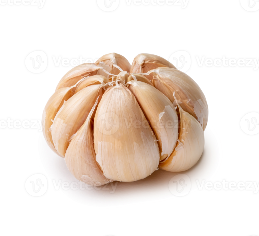 Single fresh white garlic bulb isolated with clipping path and shadow in png file format, Thai herb is great for healing several severe diseases, heart attact, Hyperlipidemia