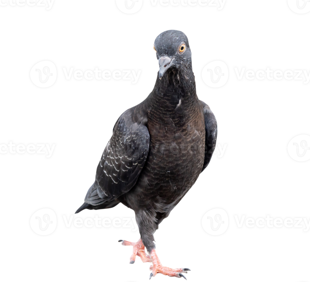 Single black wild pigeon standing and looking down the ground isolated with clipping path in png file format
