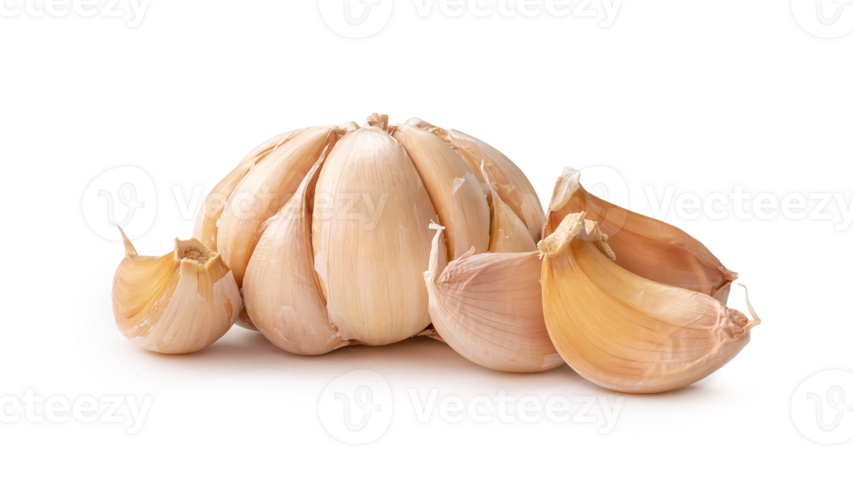 Single fresh white garlic bulb with segments isolated with clipping path and shadow in png file format Thai herb great for healing several severe diseases, heart attack