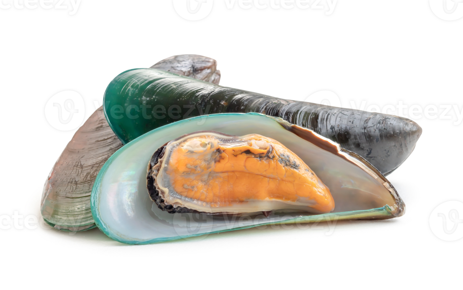 Steamed or cooked food of fresh beautiful green mussels in stack isolated with clipping path and