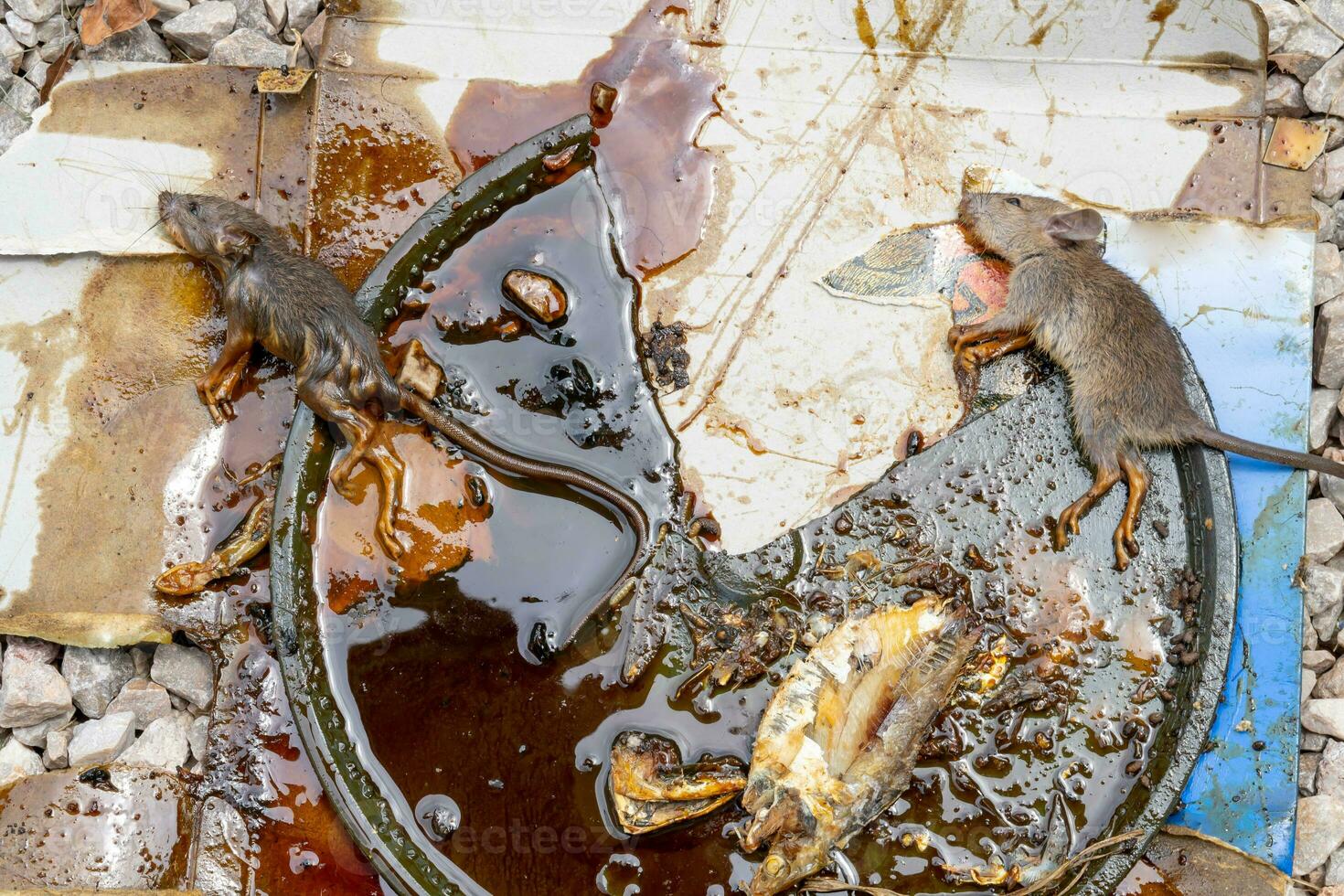 pequeño ratas atrapado con muy pegajoso pegamento trampa para