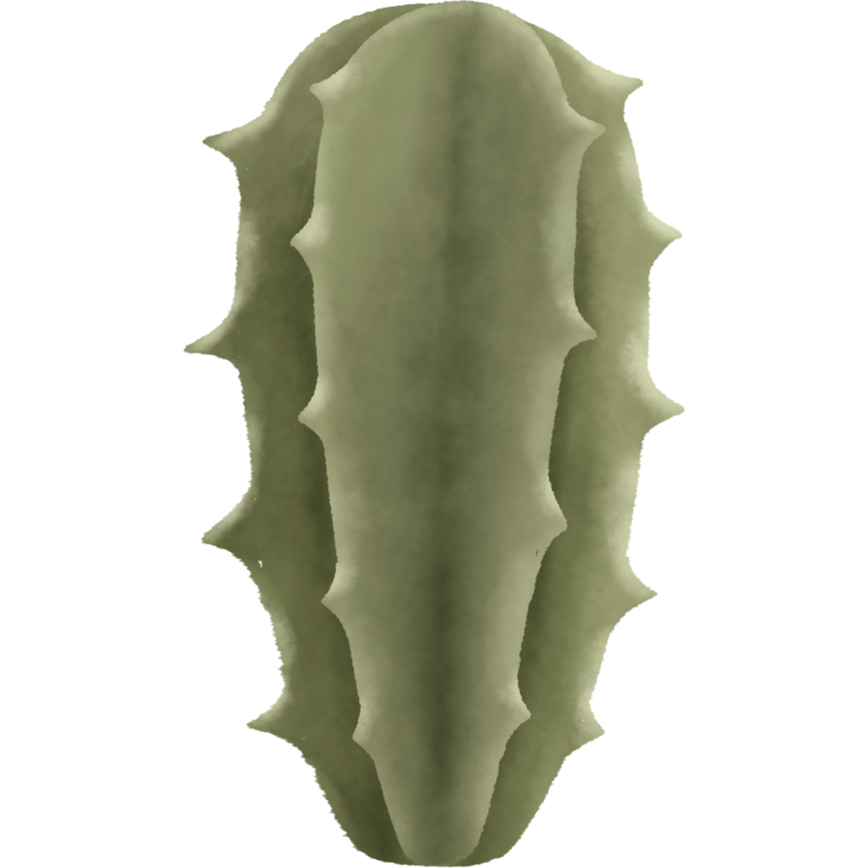 The cactus has green spikes. Designed for digital use, design, web design, reports, worksheets, templates. png
