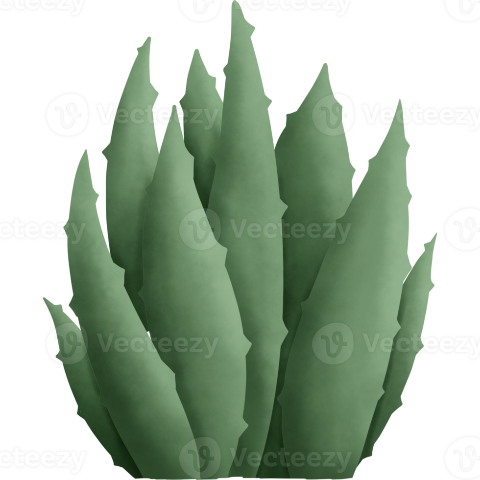 The cactus has green spikes. Designed for digital use, design, web design, reports, worksheets, templates. png